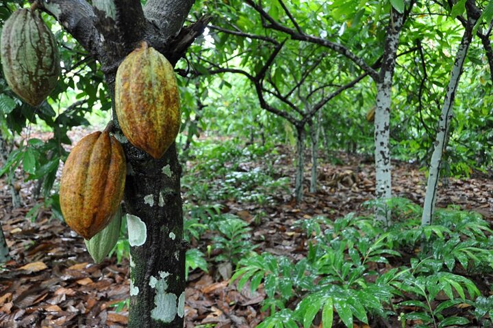 Cacao tree